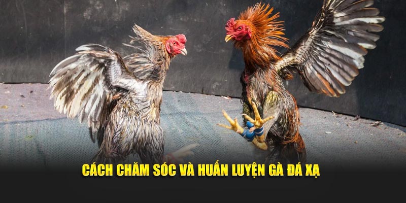 Cách chăm sóc và huấn luyện gà đá xạ