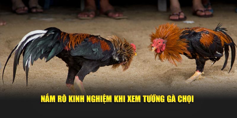 Nắm rõ kinh nghiệm khi xem tướng gà chọi