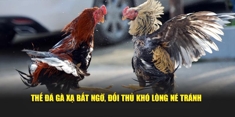 Thế đá gà xạ bất ngờ, đối thủ khó lòng né tránh