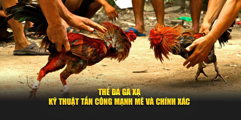 Thế Đá Gà Xạ Kỹ Thuật Tấn Công Mạnh Mẽ và Chính Xác