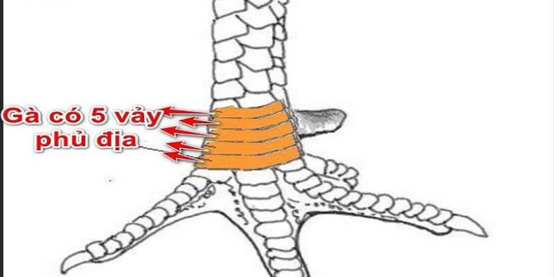 Ngũ quý là dòng vảy phủ địa quý hiếm và có giá trị rất cao bậc nhất.