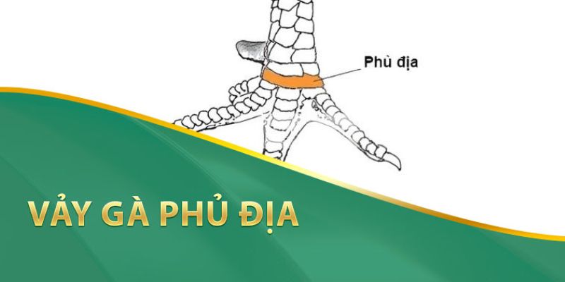 Phủ địa là hình dáng vảy gà có độ quý hiếm cao và được săn đón.