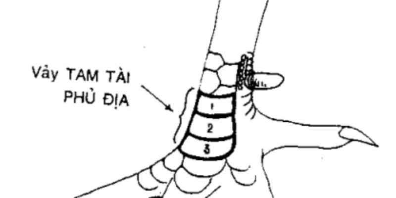 Tam tài phủ địa nhất định thường xuất hiện ở những dòng chiến kê rất cao cấp.