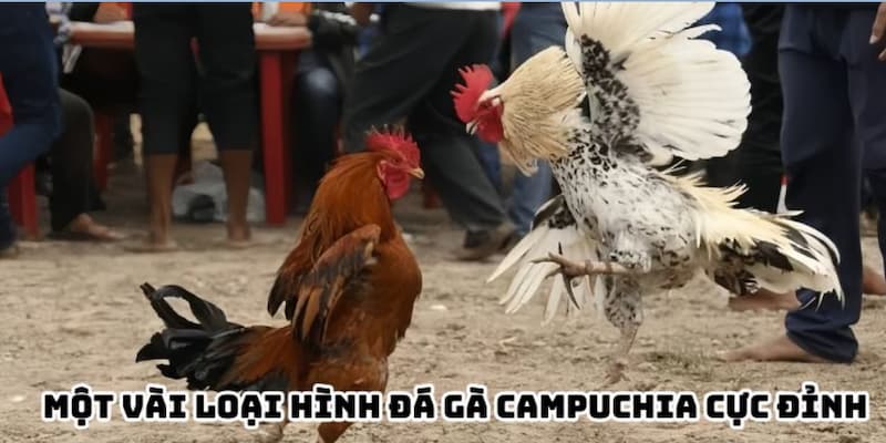 Khám Phá Ngay đá gà cựa sắt Campuchia