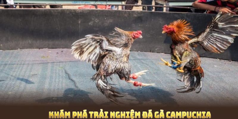 Khám Phá Chi Tiết Hơn Về Đặc Điểm Này