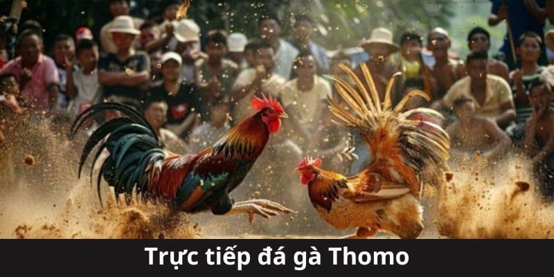 Khám Phá Chọi Gà Thomo Campuchia Hấp Dẫn