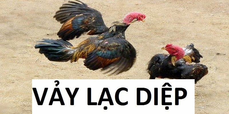 Hiểu Rõ Về Vảy Lạc Diệp Thông Tin Tuyệt Mật Dành Cho Kê Thủ