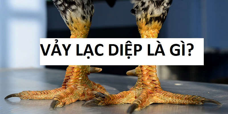 Vảy lạc diệp là một đặc điểm vô cùng nổi bật và rất hiếm.