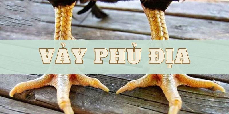 Vảy Phủ Địa Là Gì? Đặc Điểm, Phân Loại Chi Tiết